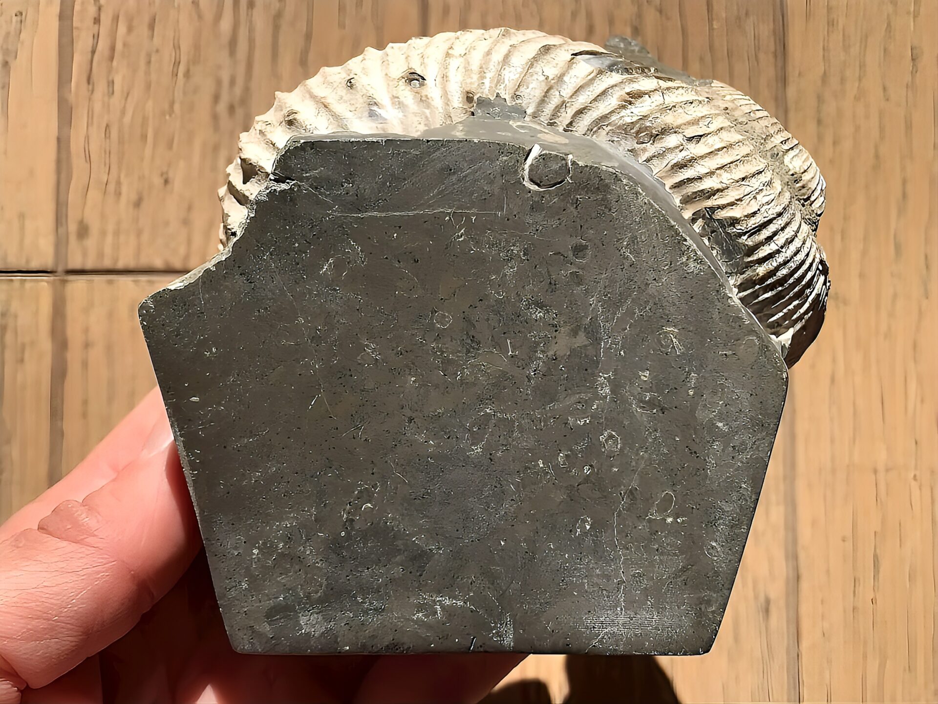 マダガスカル産 アンモナイト化石（ノストセラス白）母岩つき 稀少