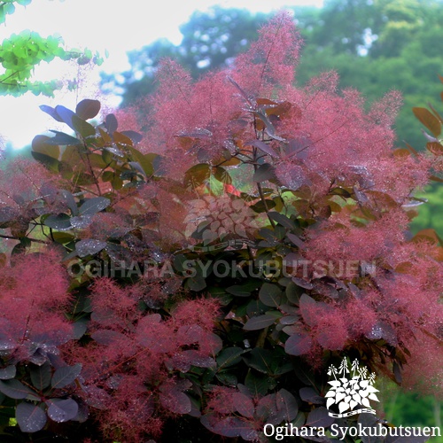 スモークツリー 'ルブリフォリウス'｜おぎはら植物園
