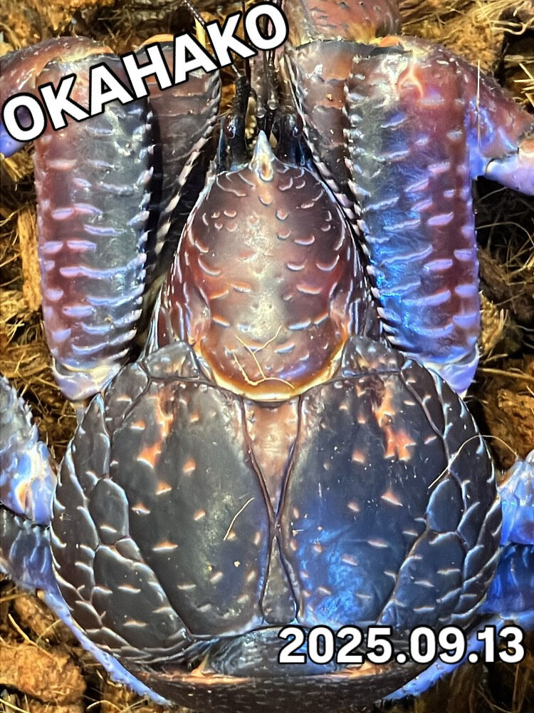 ヤシガニ販売中！高級食材でもあるんですよね | ブログ | 大阪府門真市