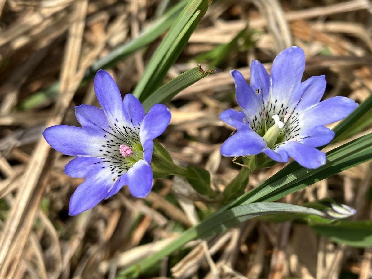 2025年6月13日－尾瀬沼ビジターセンターより（お花のリレーが始まり