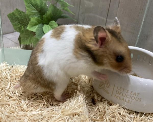 ゴールデンハムスター | ペットフォレスト