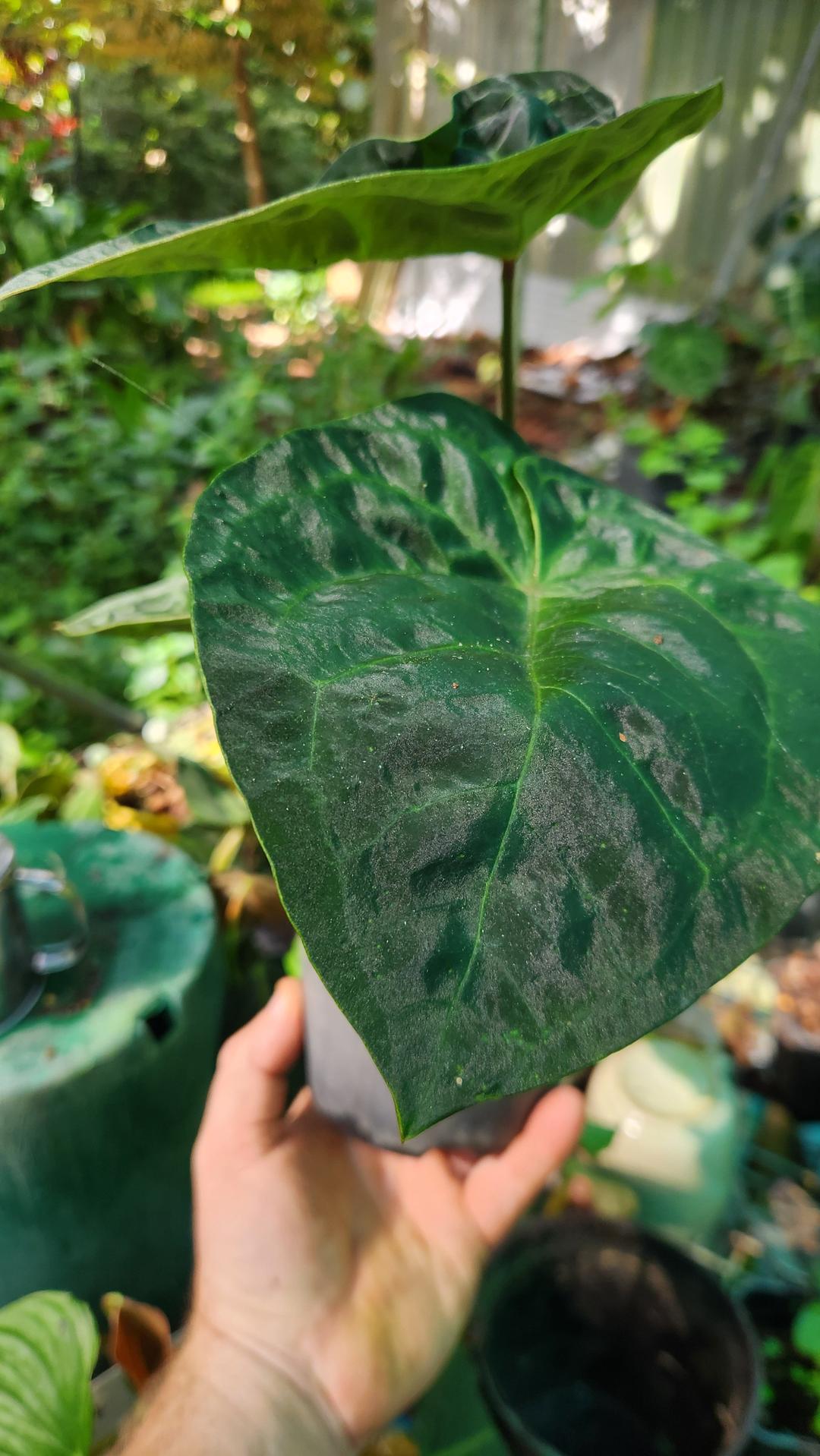 Anthurium Dressleri x Forgettii (JSP) – Philodendron Valley