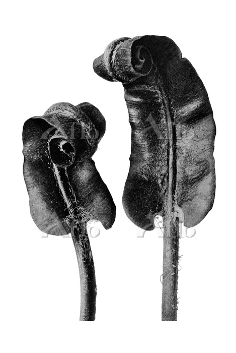 カール・ブロスフェルト「芸術の原型」 [169489159]のアート作品 - アフロ