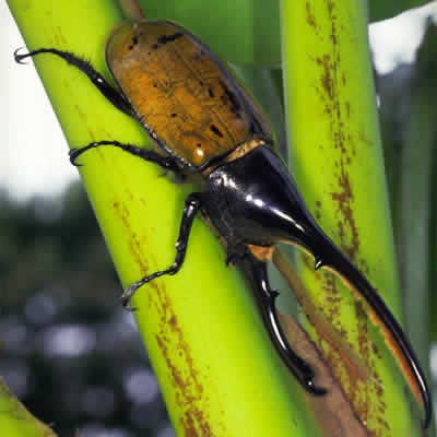ヘルクレスオオカブト - 昆虫 - 動物 - Y!きっず図鑑