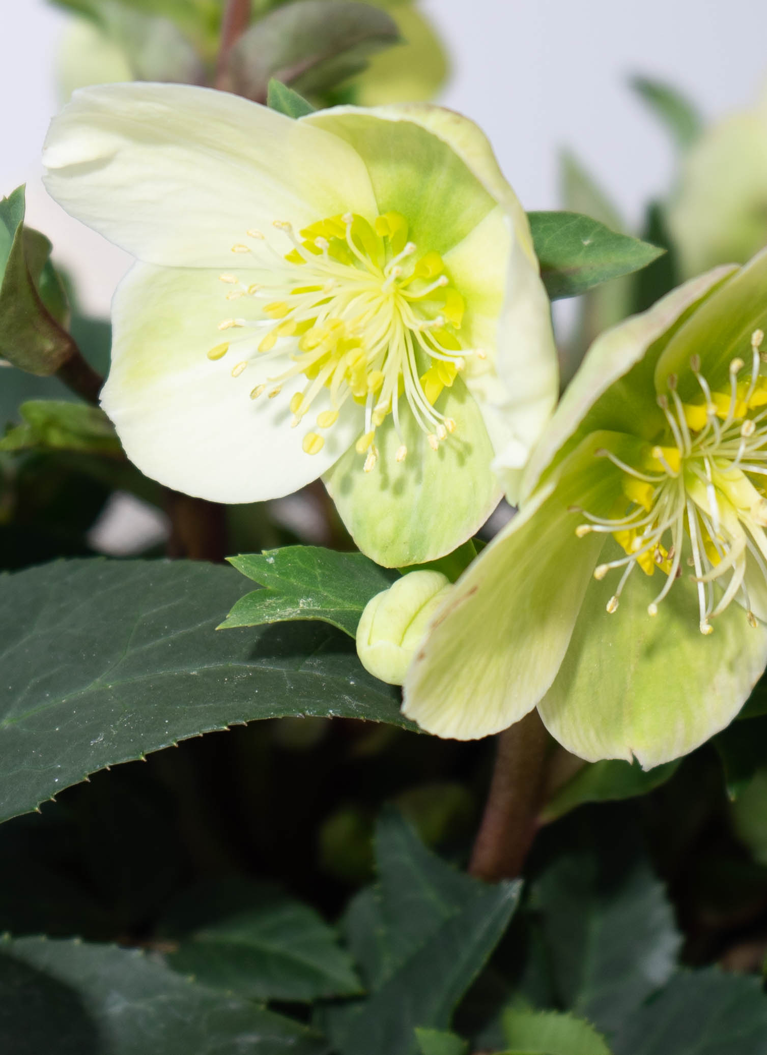 産地直送 クリスマスローズ ハイブリッドアソート マーロン 5号 ウッド