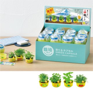 バラエティ - SEISHIN PLUS