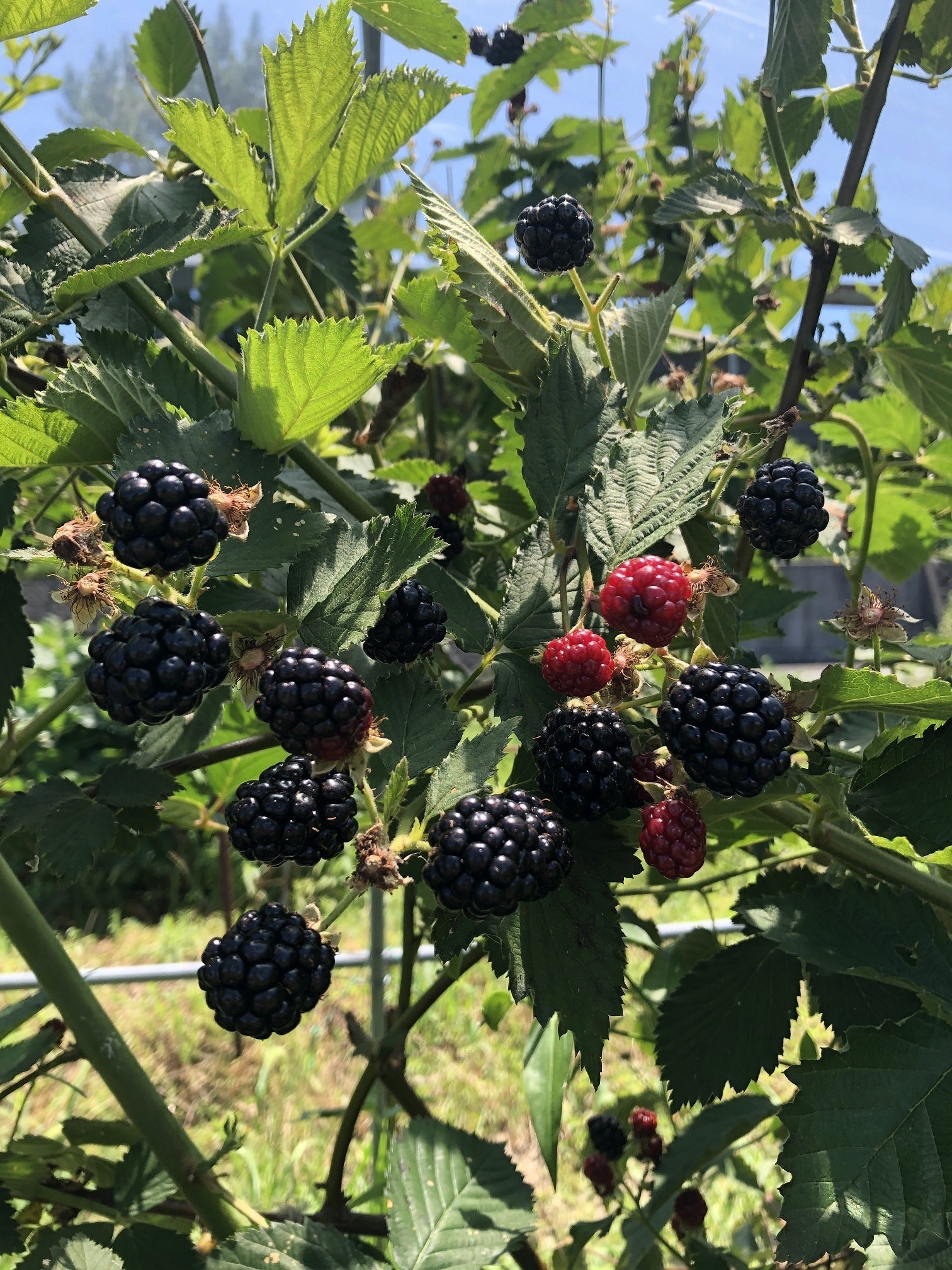 ブラックベリーを通じ、障がい者の方々の笑顔をつくりたい