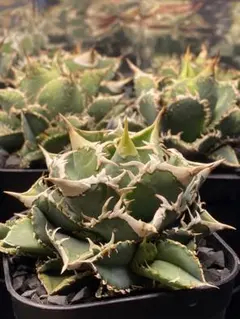 2026年最新】アガベ白豪刺の人気アイテム - メルカリ