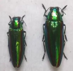 2026年最新】タマムシ 標本の人気アイテム - メルカリ