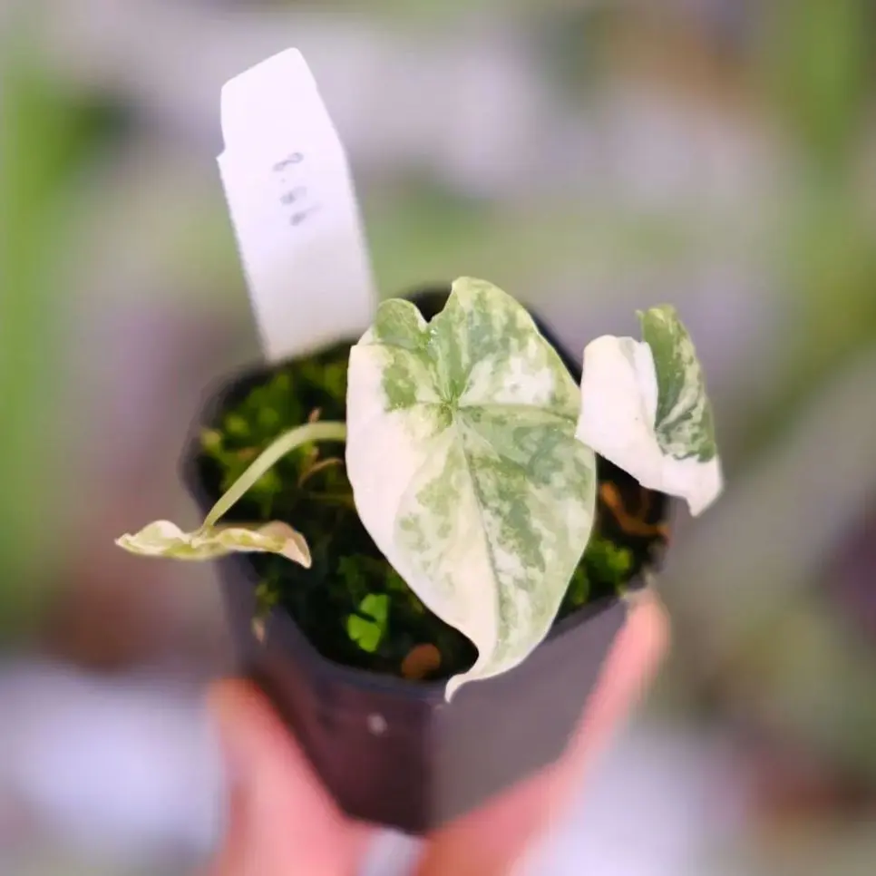 2026年最新】アロカシア メロの人気アイテム - メルカリ