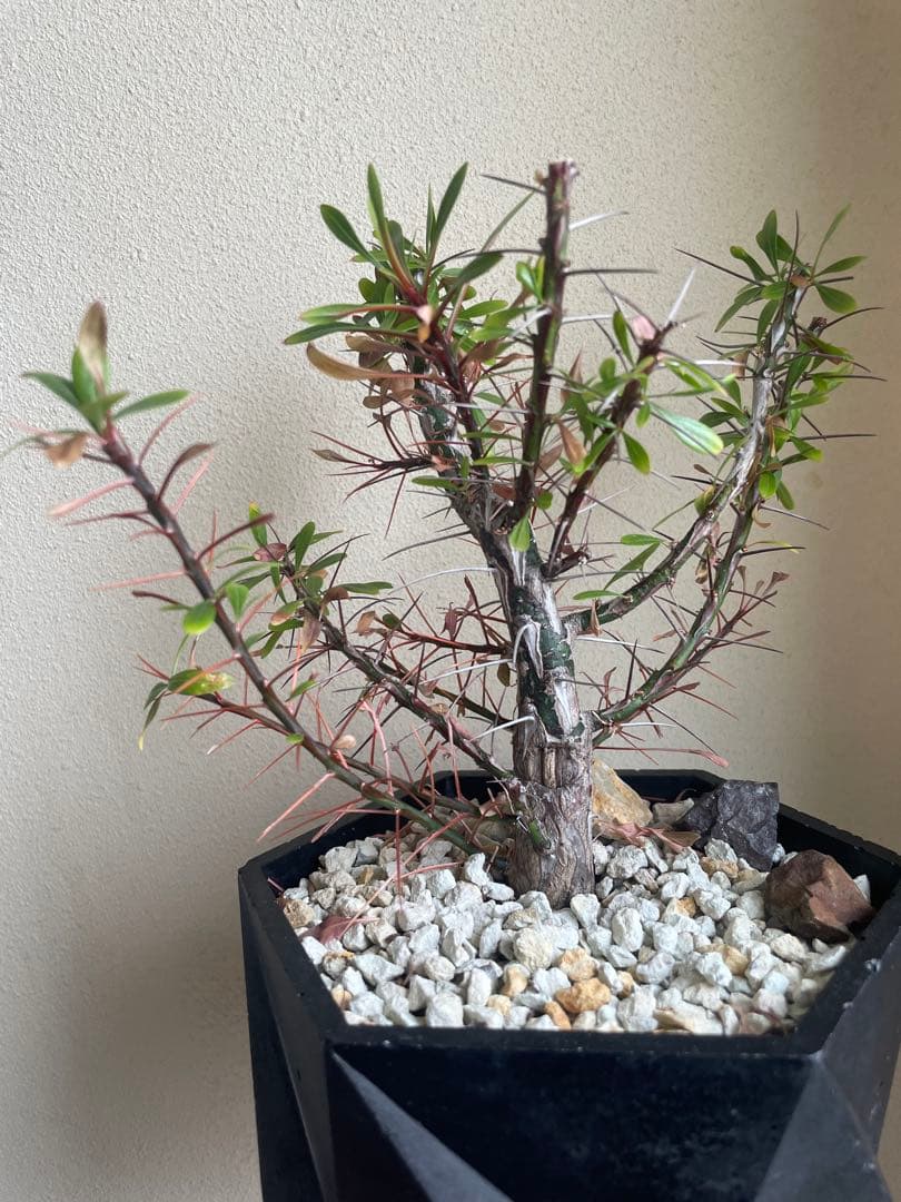 国内実生株　プルプシー　挿し木株 fit=scale-down,w=1200