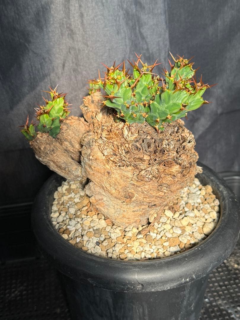 ①ユーフォルビア　クラビゲラ ユーフォルビア クラビゲラ | hanayoshi-botanical