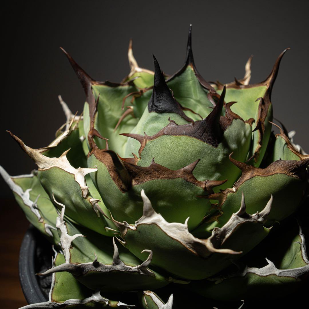 Agave titanota ‘Iran Rose’ AGAVE TITANOTA 