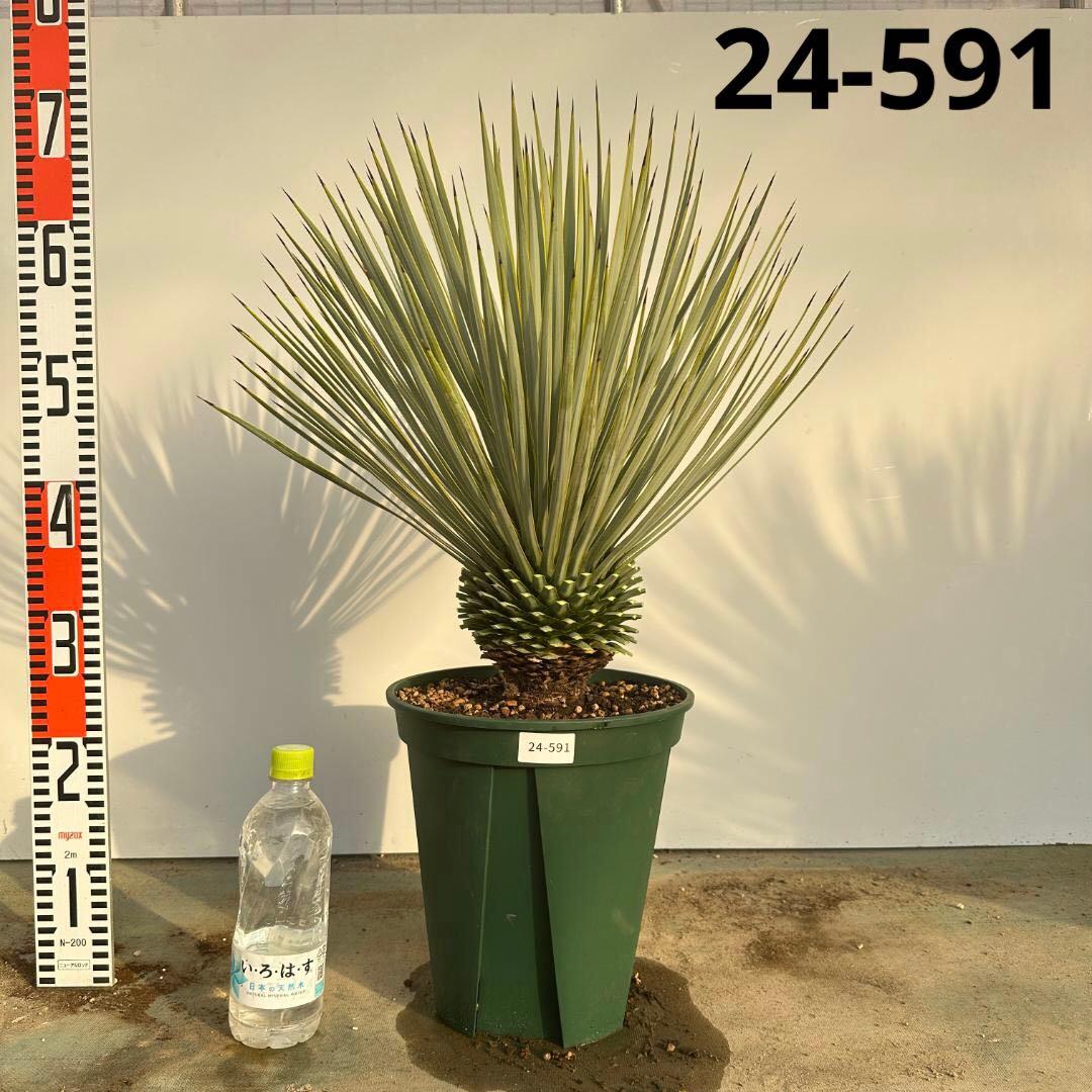 ユッカ ロストラータ【24-591】超美形 シルバーブルー