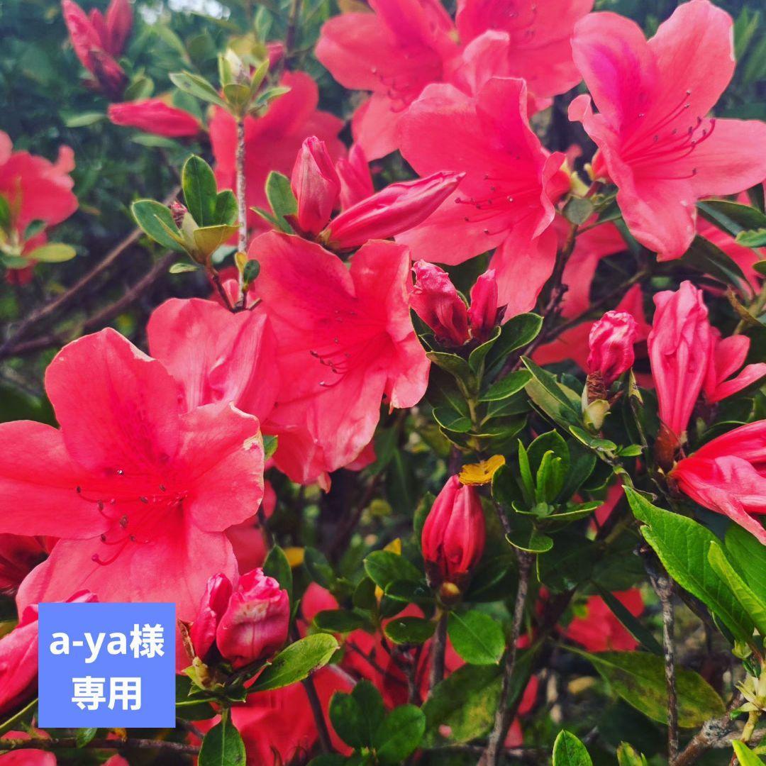 a-yaつる アルミクラッチ モラムSX/ZX用 【全3色】｜Fishing Tools“Avail