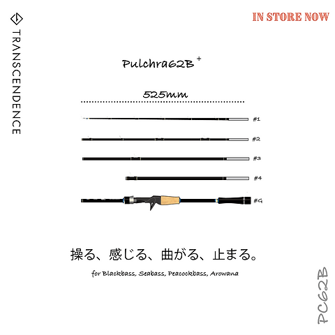 Pulchra62B+／プルクラ62B+ | TRANSCENDENCE