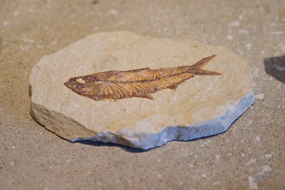 29d9f2_f3318d919f854f41b82e363