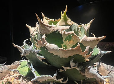 AGAVE 龍球会 | シマムラ園芸