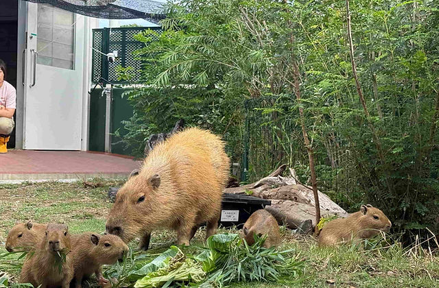 カピバラ赤ちゃんたちの名前を募集します！！ | 竹島水族館